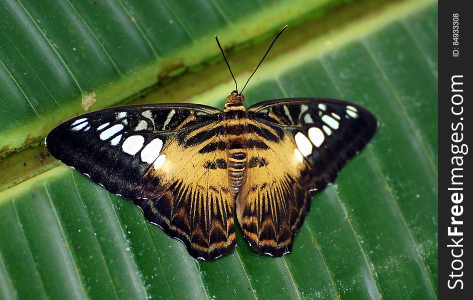 The Clipper &#x28;Parthenos sylvia&#x29; is a species of nymphalid butterfly found in South and South-East Asia, mostly in forested areas. The Clipper is a fast flying butterfly and has a habit of flying with its wings flapping stiffly between the horizontal position and a few degrees below the horizontal. It may glide between spurts of flapping. The Clipper &#x28;Parthenos sylvia&#x29; is a species of nymphalid butterfly found in South and South-East Asia, mostly in forested areas. The Clipper is a fast flying butterfly and has a habit of flying with its wings flapping stiffly between the horizontal position and a few degrees below the horizontal. It may glide between spurts of flapping.