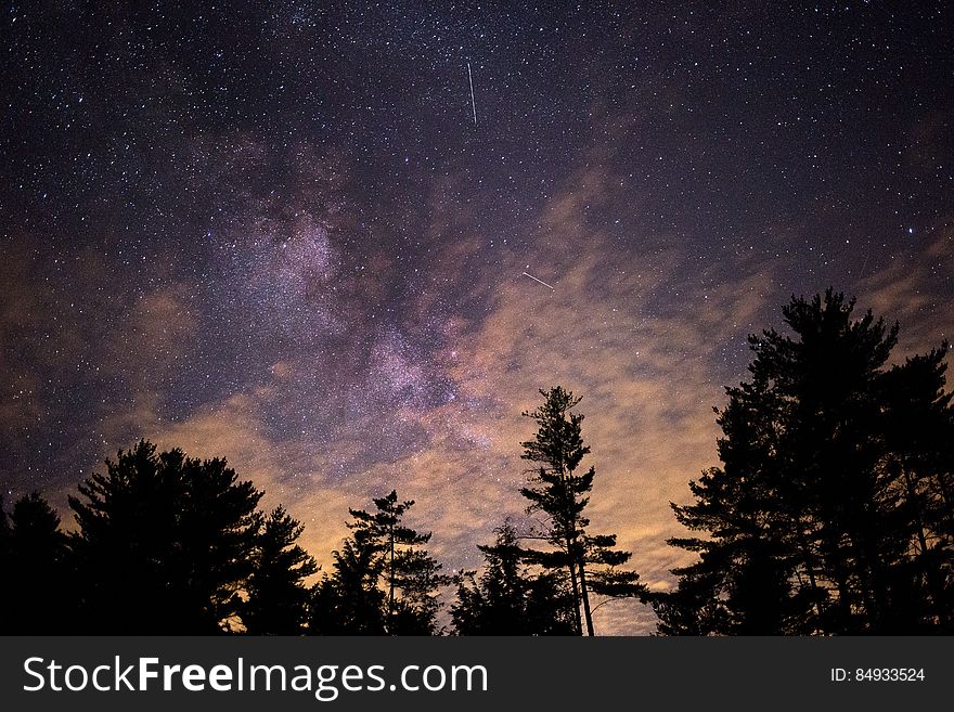 Silhouette of Trees at Night