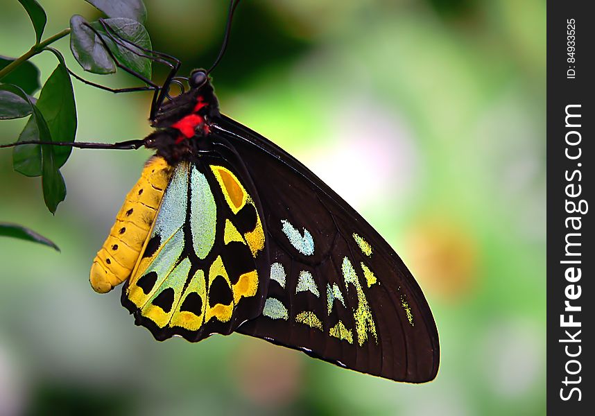 Cairns Birdwing 6