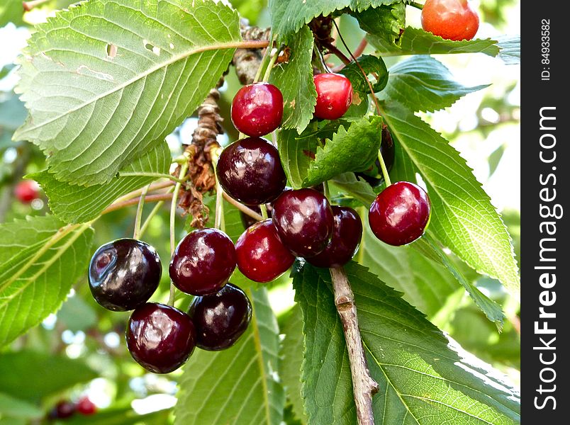 Gifts From The Garden