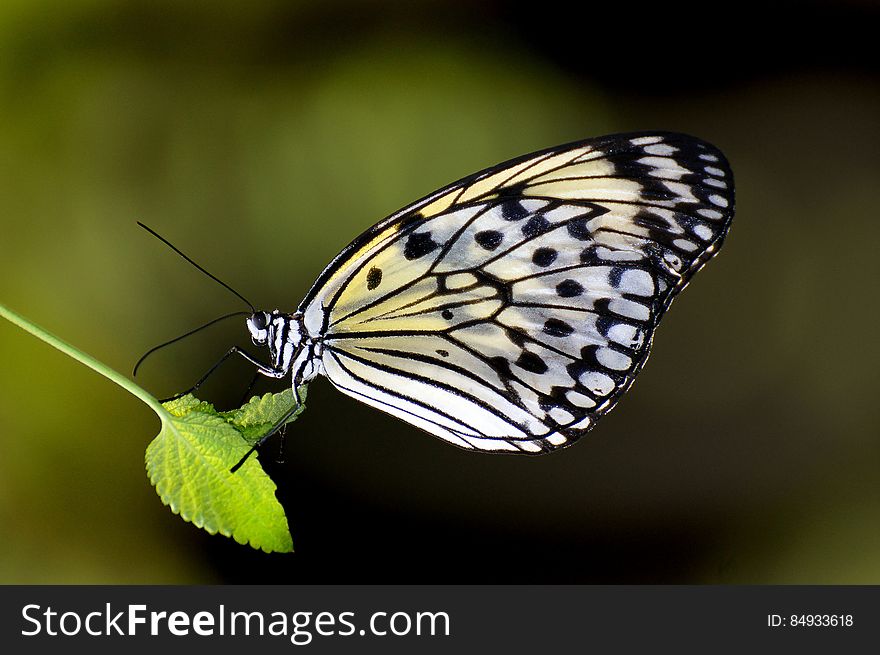 The Paper Kite Butterfly only has two rather common colors, black and white, but is still an eye catching beauty. The way the light shines through the wings is just amazing, and if there are other colors around it looks a bit like stained glass. These beauties come from Malaysia and the Philippines and Southeast Asia in General. The Paper Kite Butterfly only has two rather common colors, black and white, but is still an eye catching beauty. The way the light shines through the wings is just amazing, and if there are other colors around it looks a bit like stained glass. These beauties come from Malaysia and the Philippines and Southeast Asia in General.