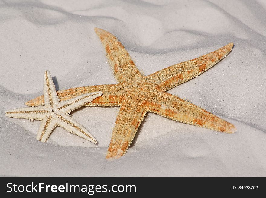 White And Orange Star Fish Side By Side At The Sand