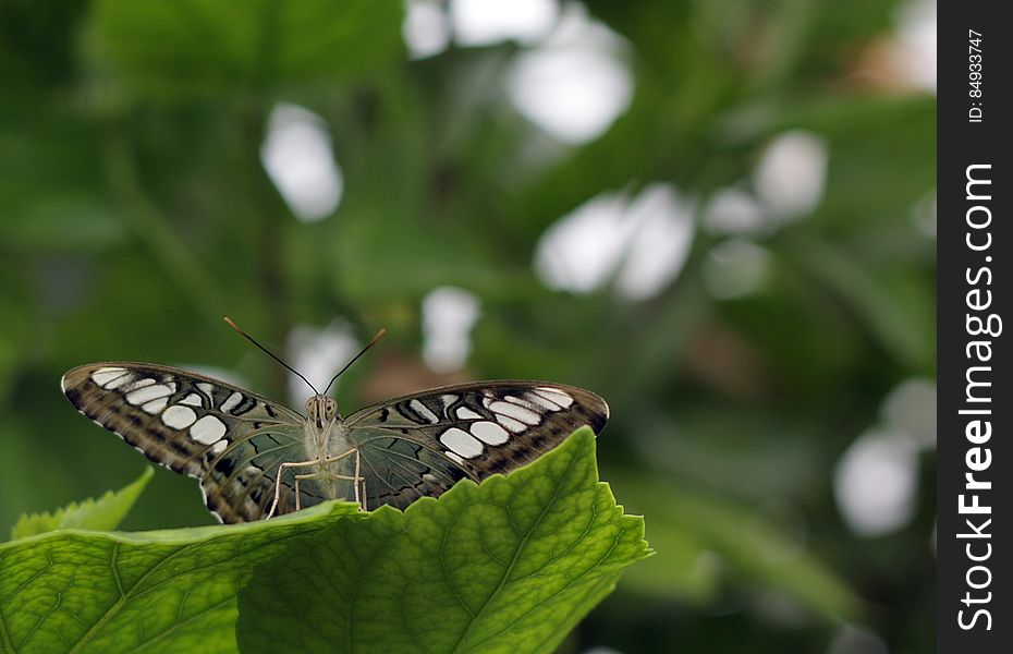 Blenheim Butterfly