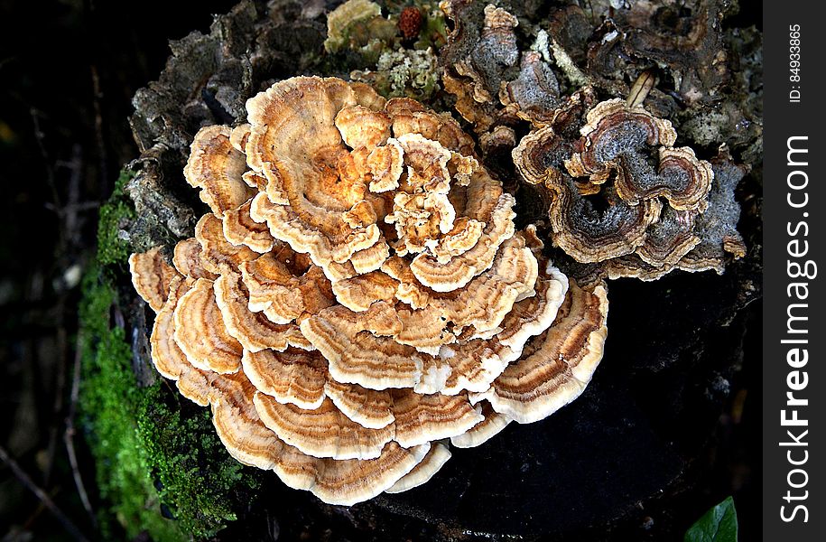 Bracket fungi, or shelf fungi, are among the many groups of fungi that comprise the phylum Basidiomycota. Characteristically, they produce shelf- or bracket-shaped fruiting bodies called conks that lie in a close planar grouping of separate or interconnected horizontal rows. Brackets can range from only a single row of a few caps, to dozens of rows of caps that can weigh several hundred pounds. They are mainly found on trees &#x28;living and dead&#x29; and coarse woody debris, and may resemble mushrooms. Some form annual fruiting bodies while others are perennial and grow larger year after year. Bracket fungi are typically tough and sturdy and produce their spores, called basidiospores, within the pores that typically make up the undersurface. Bracket fungi, or shelf fungi, are among the many groups of fungi that comprise the phylum Basidiomycota. Characteristically, they produce shelf- or bracket-shaped fruiting bodies called conks that lie in a close planar grouping of separate or interconnected horizontal rows. Brackets can range from only a single row of a few caps, to dozens of rows of caps that can weigh several hundred pounds. They are mainly found on trees &#x28;living and dead&#x29; and coarse woody debris, and may resemble mushrooms. Some form annual fruiting bodies while others are perennial and grow larger year after year. Bracket fungi are typically tough and sturdy and produce their spores, called basidiospores, within the pores that typically make up the undersurface.