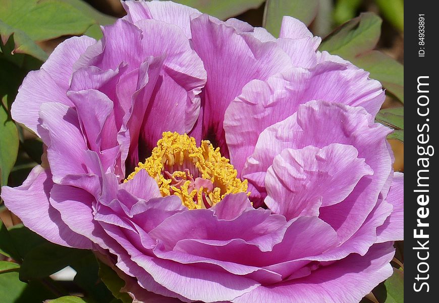 Macro Shots of Purple Flower