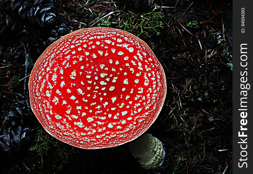 Amanita muscaria, commonly known as the fly agaric or fly amanita, is a poisonous and psychoactive basidiomycete fungus, one of many in the genus Amanita. Amanita muscaria, commonly known as the fly agaric or fly amanita, is a poisonous and psychoactive basidiomycete fungus, one of many in the genus Amanita.