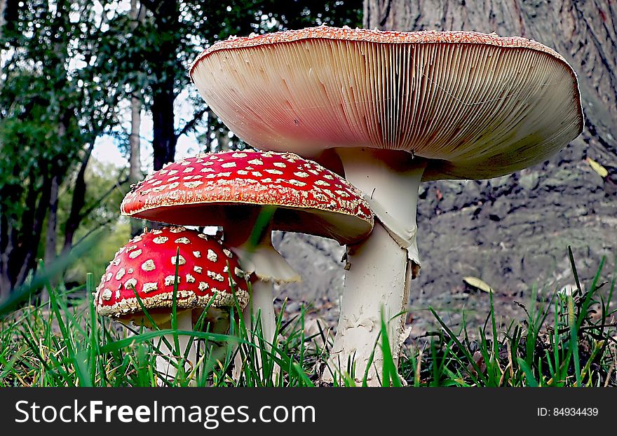 Amanita muscaria, commonly known as the fly agaric or fly amanita, is a mushroom and psychoactive basidiomycete fungus, one of many in the genus Amanita. Amanita muscaria, commonly known as the fly agaric or fly amanita, is a mushroom and psychoactive basidiomycete fungus, one of many in the genus Amanita.