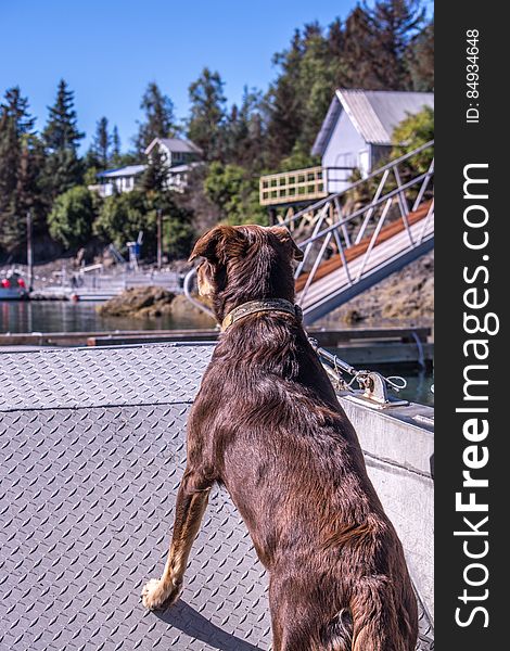 A dog watching the water from aboard a ferry. A dog watching the water from aboard a ferry.