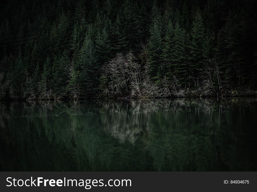An evergreen forest on a lake coast reflecting on the water surface. An evergreen forest on a lake coast reflecting on the water surface.