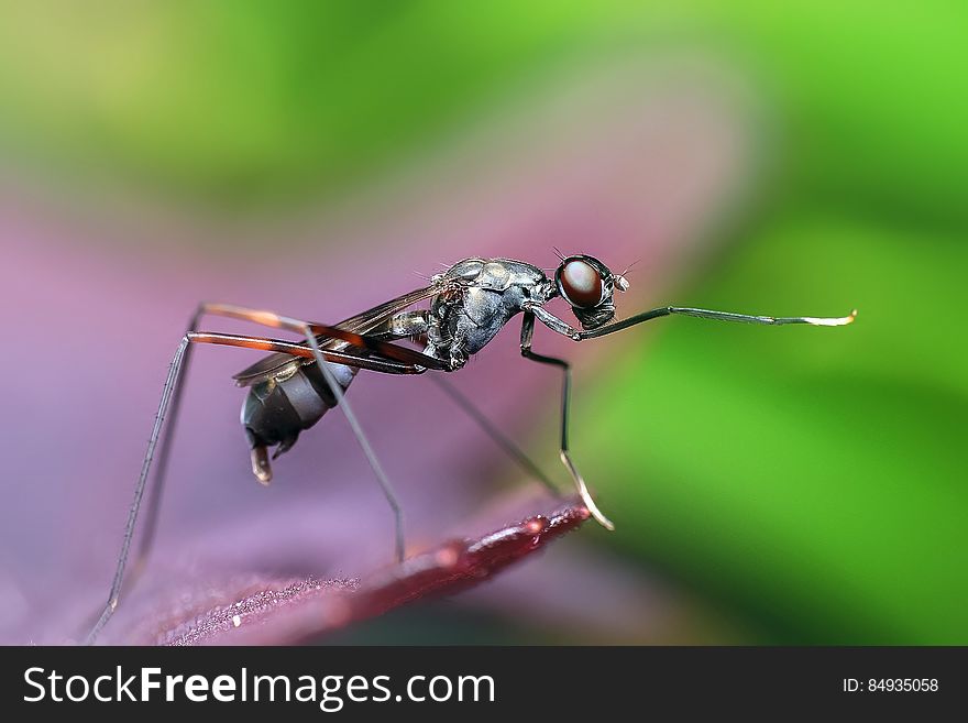 Close-up Of Fly Perching On Leaf