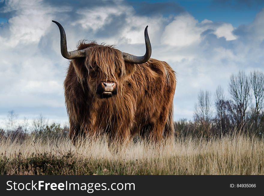 Brown Bull on Green Glass Field Under Grey and Blue Cloudy Sky