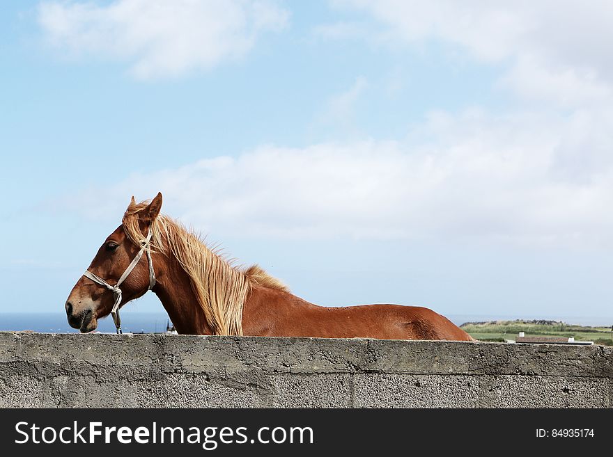 Brown Horse Beside Grey Concrete Wall Under White and Blue Sky during Daytime