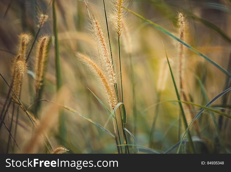 A close up of a field with grass plants in the summer. A close up of a field with grass plants in the summer.