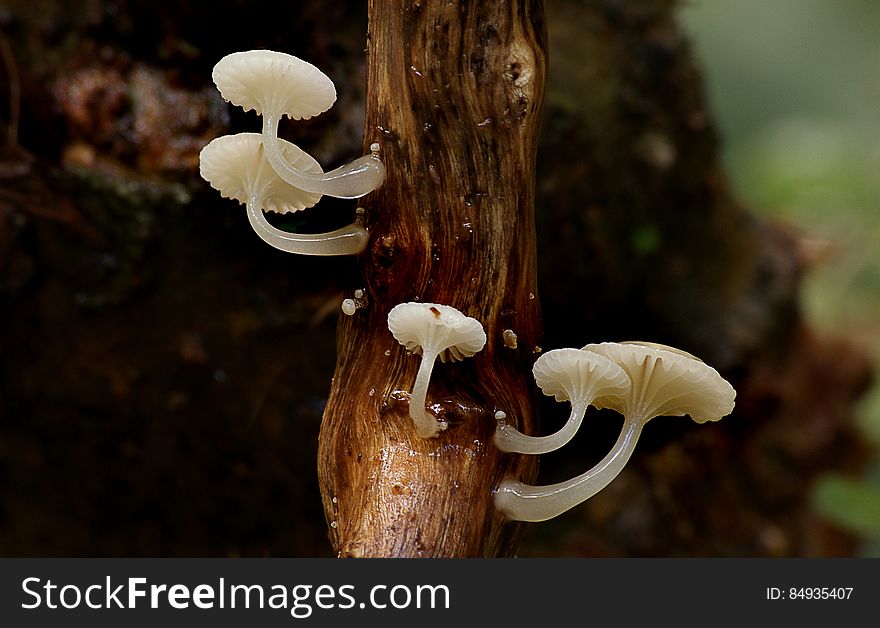 Oudemansiella australis is a species of gilled mushroom in the Physalacriaceae family. It is found in Australasia, where it grows on rotting wood.