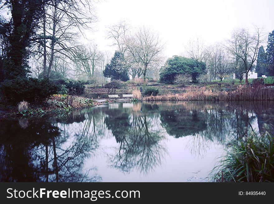 River Surrounded by Tress