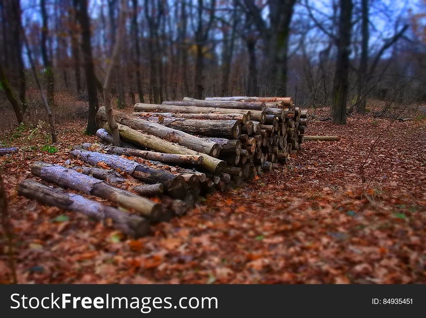 A stack of wooden logs in the autumn forest. A stack of wooden logs in the autumn forest.