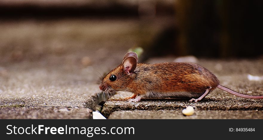 A mouse walking on stone floor. A mouse walking on stone floor.