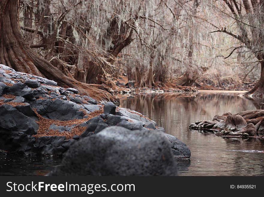 River Flowing Through Forest