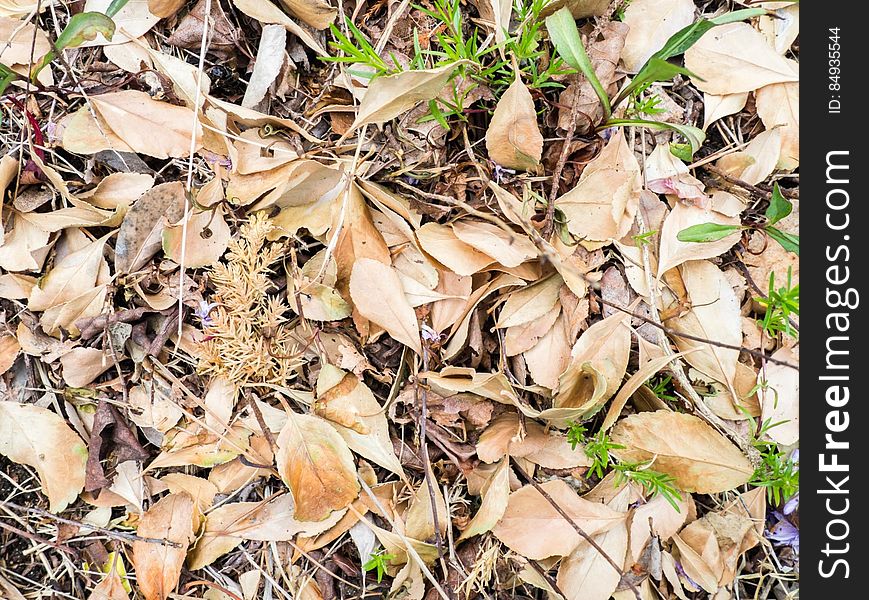 Dry Leaves And Twigs On Ground