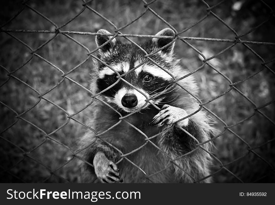 Raccoon Standing Behind Chain Link Fence