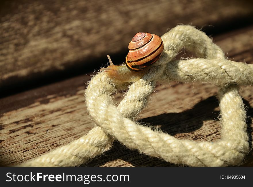 Snail On White Square Knot Rope