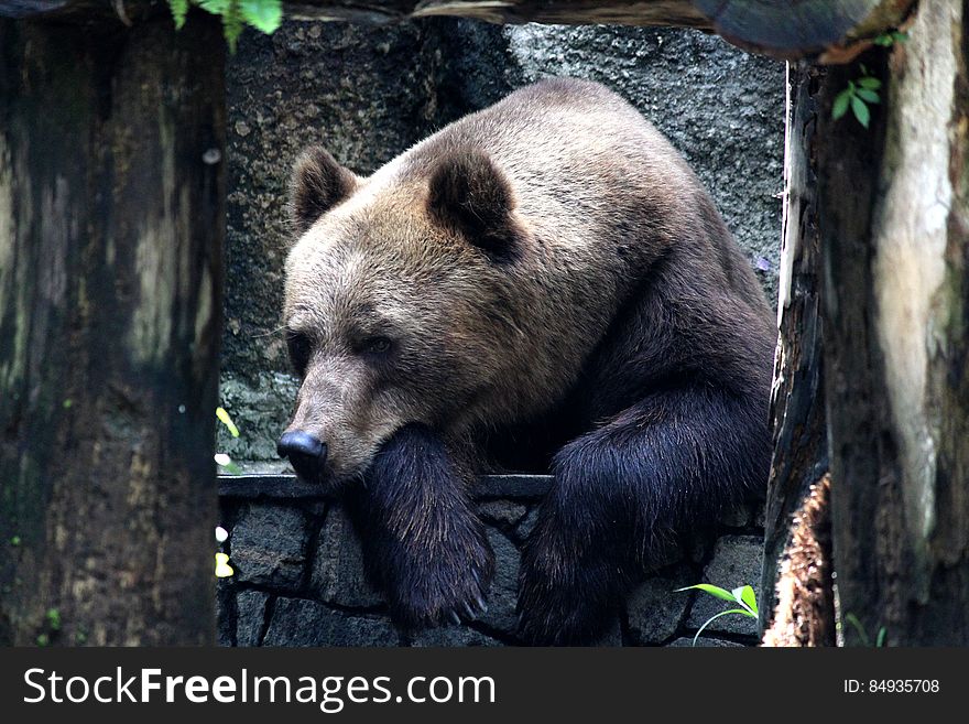 Brown Grizzly Bear on Black Metal Fence