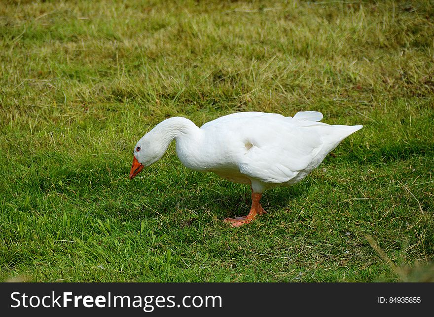White Goose on Green Grass Field during Daytime