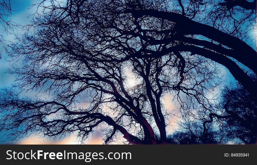 Bare branches of trees in Winter