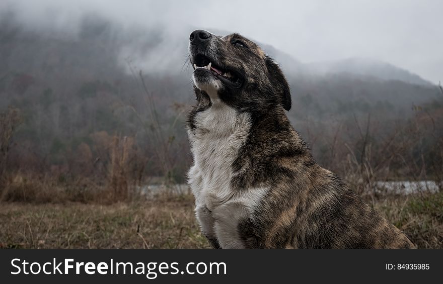 An obedient dog remains sitting in the corner of a field beside a river but barking, misty background. An obedient dog remains sitting in the corner of a field beside a river but barking, misty background.