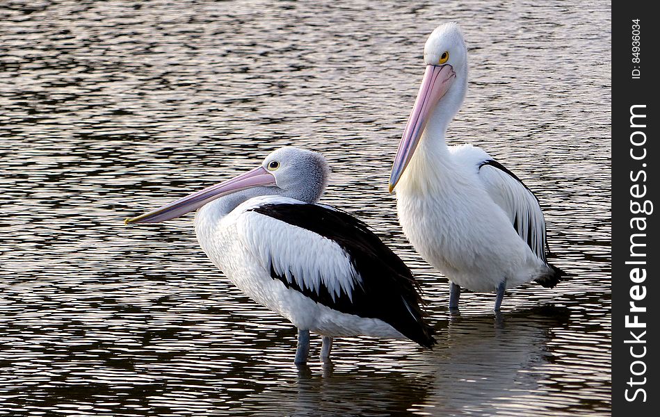 The Australian pelican &#x28;Pelecanus conspicillatus&#x29; is a large waterbird of the family Pelecanidae, widespread on the inland and coastal waters of Australia and New Guinea, also in Fiji, parts of Indonesia and as a vagrant in New Zealand. It is a predominantly white bird with black wings and a pink bill. It has been recorded as having the longest bill of any living bird. It mainly eats fish, but will also consume birds and scavenges for scraps.