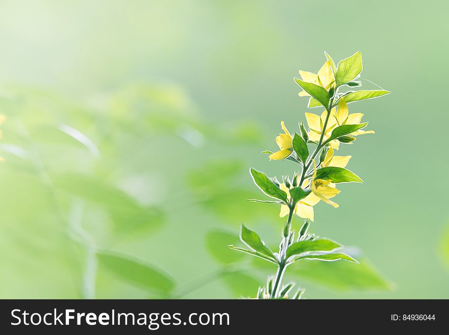 Closeup of small plant with green leaves and delicate yellow flowers, blurred green background. Closeup of small plant with green leaves and delicate yellow flowers, blurred green background.