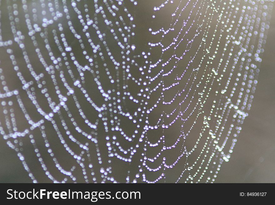 Cobweb with dew drops