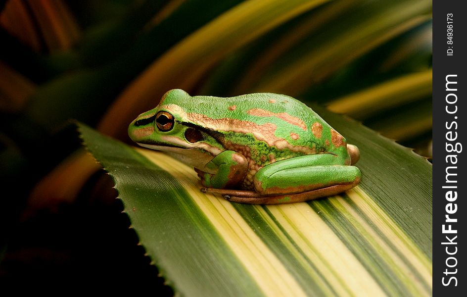 The Green and Golden Bell Frog, Litoria aurea, is a magnificent looking frog and can often be mistaken for a garden ornament! In the late 1860s several consignments of these frogs were received from Sydney and released by the Auckland Acclimisation Society. There have been several attempts to establish populations of this species in the South Island, but it appears that the climatic conditions are not favourable and the species is restricted to the upper half of the North Island &#x28;north of Gisborne&#x29;. They occur around the same ponds as the Southern Bell Frog and may interbreed