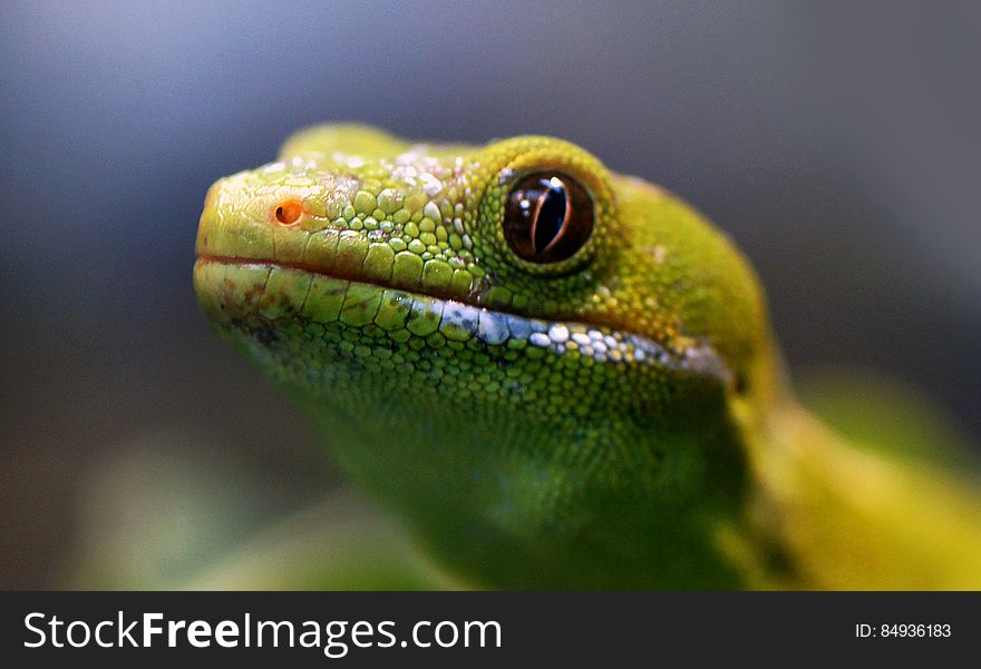 Northland Green Gecko.NZ