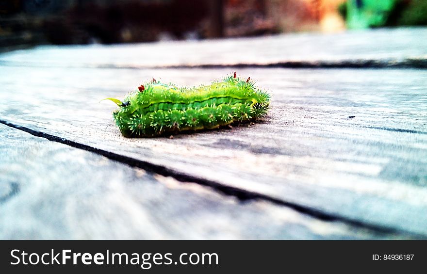 A close up shot of a green caterpillar on a wooden surface.