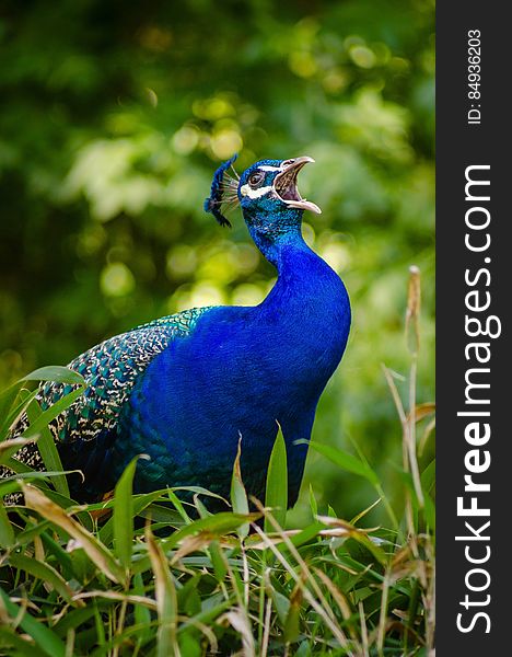 Blue and Green Peacock on Grass