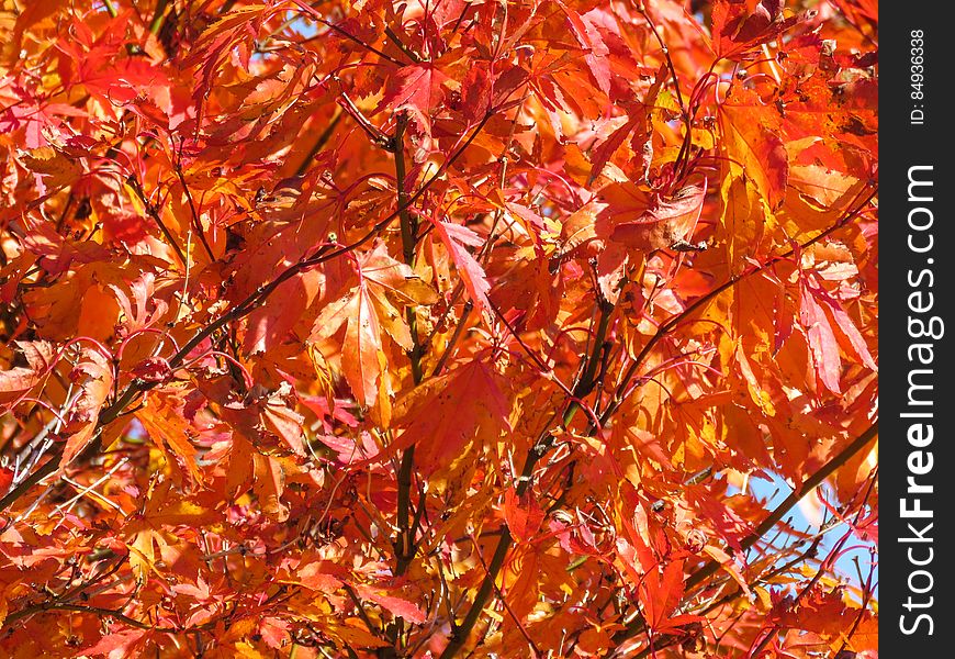 Autumn Leaves On A Tree