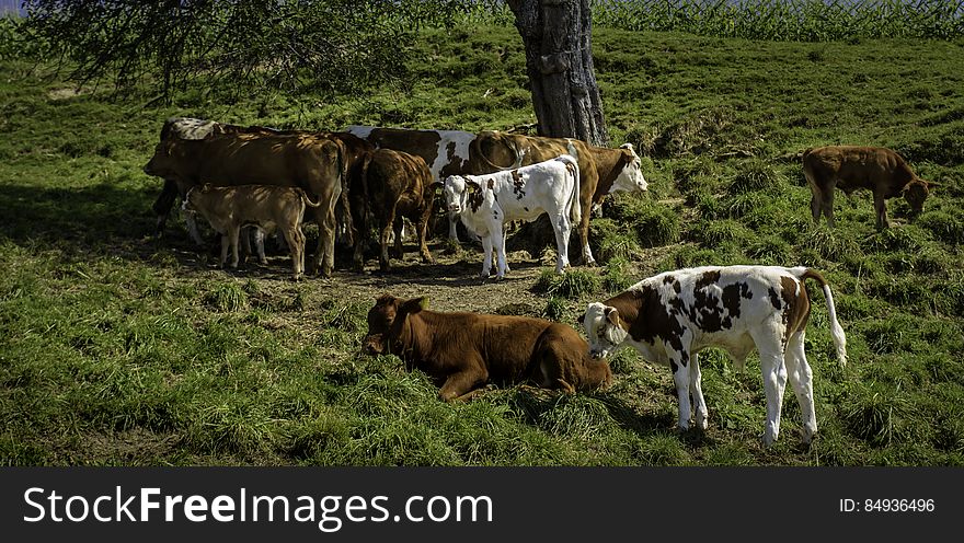 Resting in some shaded area, they created a nice composition, that in some way reminds of pastoral paintings of yore. Resting in some shaded area, they created a nice composition, that in some way reminds of pastoral paintings of yore.