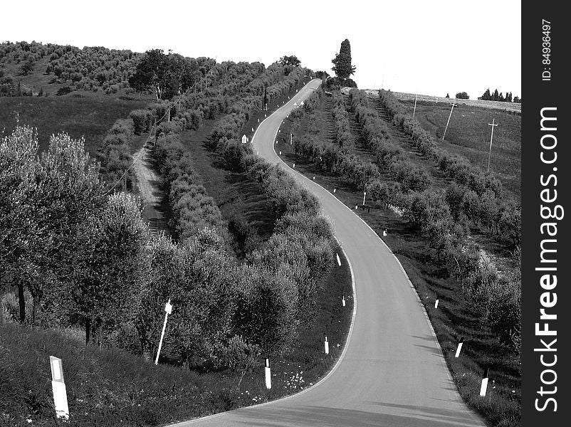 Can I use this photo? Read here for more informations. Olive grove â€“ Tuscany â€“ 21 July 2009 These are photos I took in the summer of 2009 on a long trip I made from Rome to Austria. read more &gt;&gt;. Can I use this photo? Read here for more informations. Olive grove â€“ Tuscany â€“ 21 July 2009 These are photos I took in the summer of 2009 on a long trip I made from Rome to Austria. read more &gt;&gt;