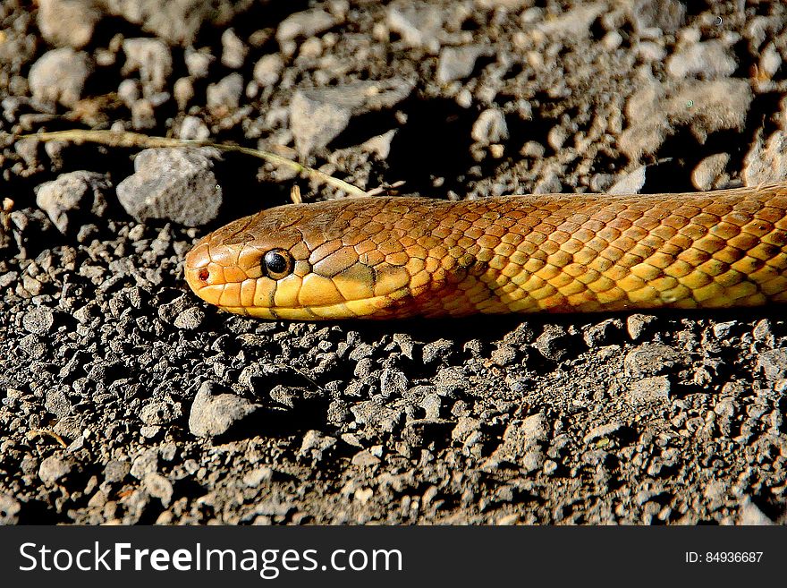 Yellow Brown Snake on Ground