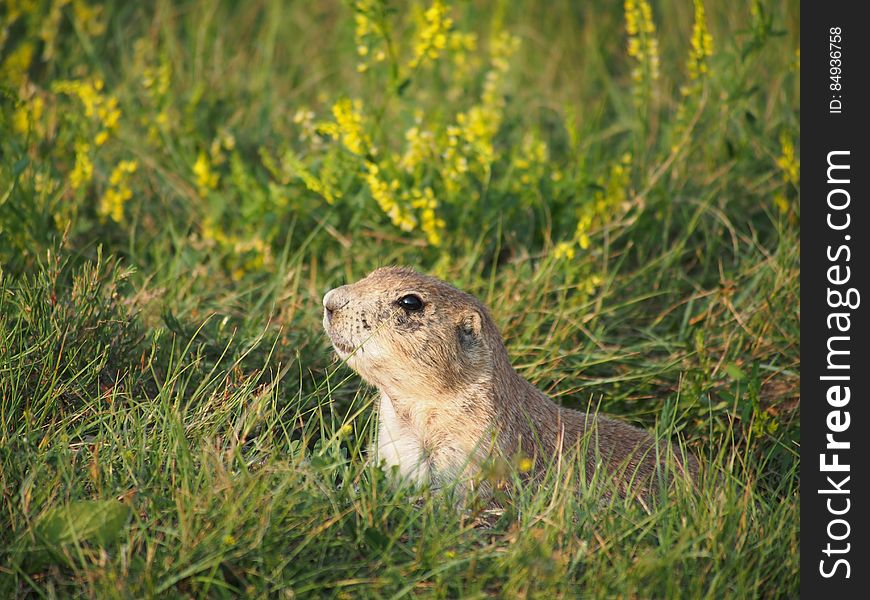 By Albert van Gent. All StockyPics photos can be used freely and with no copyright restrictions. A photo of a prairie dog hiding in the tall grass