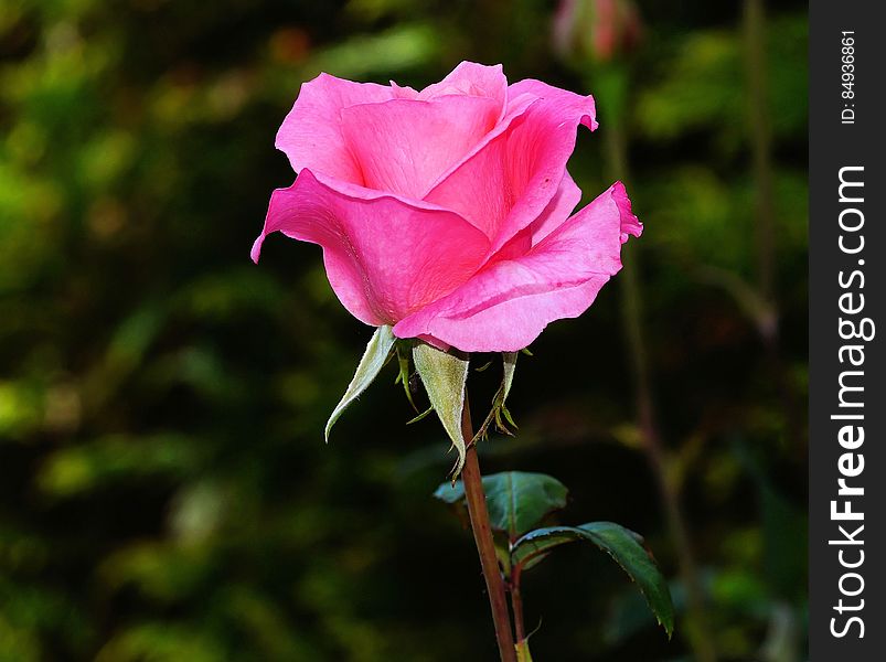 Pink Rose