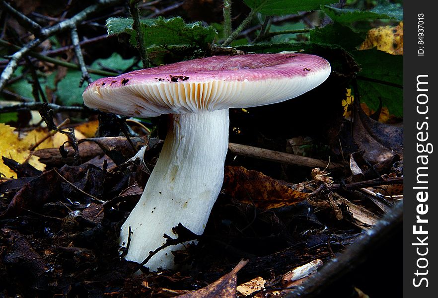 Russula Fungus Around 750 worldwide species of ectomycorrhizal mushrooms compose the genus Russula. They are typically common, fairly large, and brightly colored â€“ making them one of the most recognizable genera among mycologists and mushroom collectors