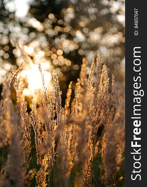 Selective Focus Of Brown Plant