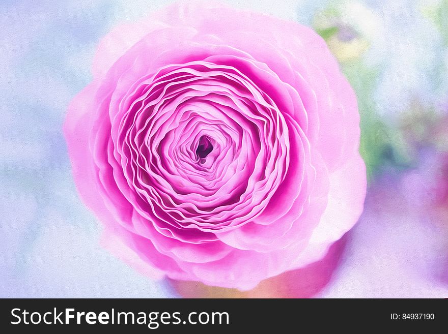A close up shot of a blooming pink rose.