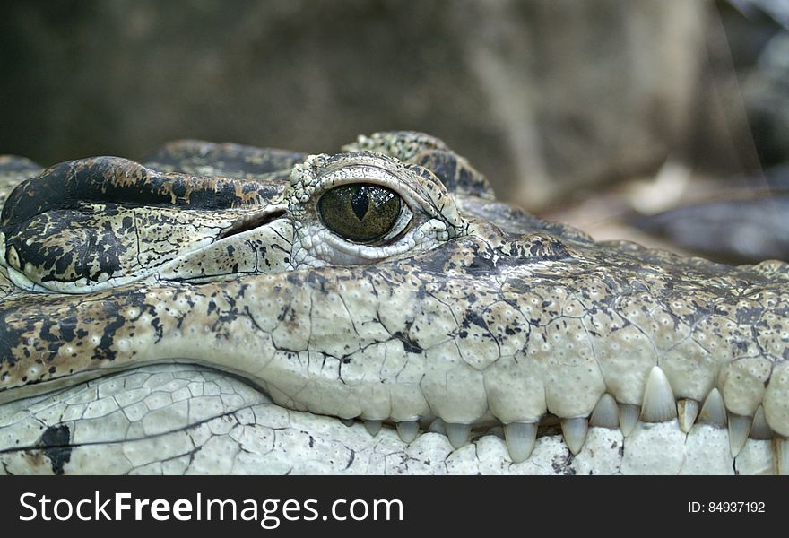 Crocodile Face Close Up