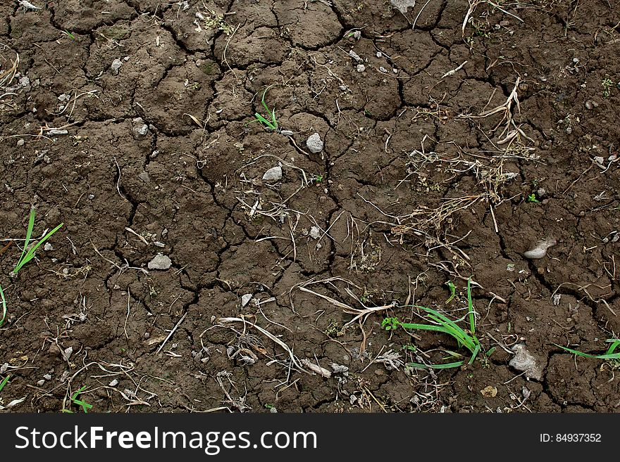 Green Grass on Dry Brown Soil