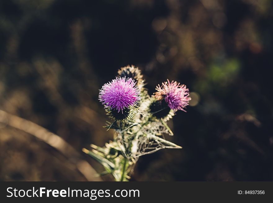 A blooming thistle plant with violet flowers. A blooming thistle plant with violet flowers.