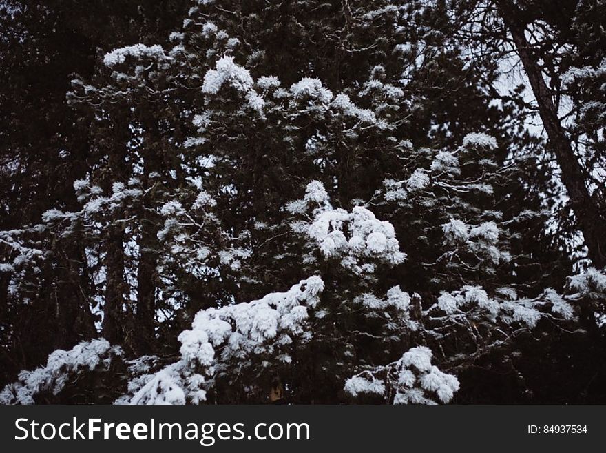 Fir Trees In Snow