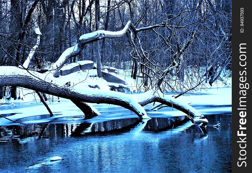 Pond in winter